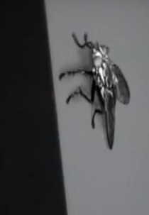 Ctrl Alt Fly (Ctrl Alt Fly)