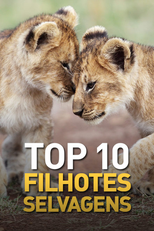Top 10 Filhotes Selvagens (Top 10 Filhotes Selvagens)