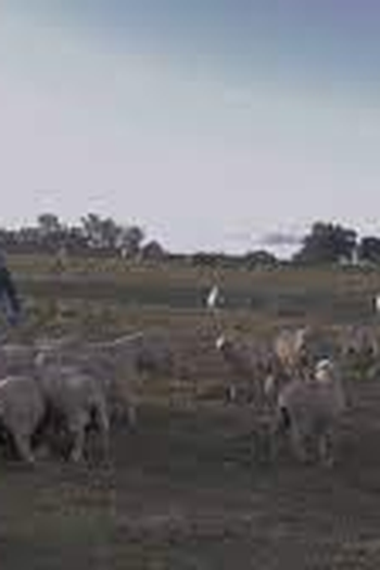  de Curta Piratinin (2022)