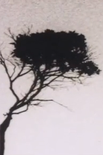 Poster de Curta Seo Chico, Terra e Alma (1998)