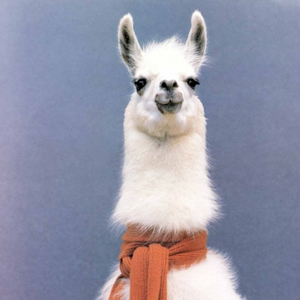 Foto de perfil de LhamaGuy