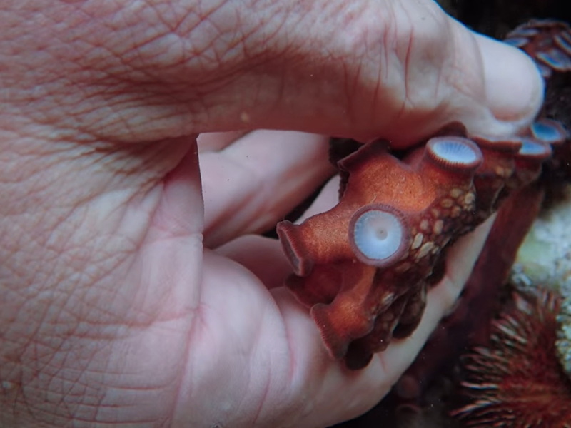 Foto 5 de Professor Polvo