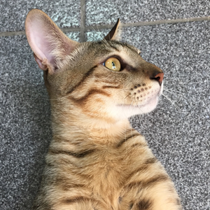 Foto de perfil de Sérgio Neto