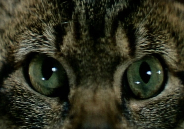 Um Dia, Um Gato (1963) - Plano Sequência