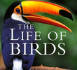 BBC - A Vida dos Pássaros