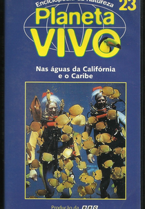 Planeta Vivo - Nas Águas da Califórnia e do Caribe (The Kelp Forests of California and the Caribbean)