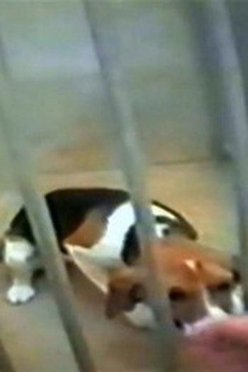 Poster de Episódio Animal Undercover (2013)
