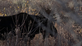 Trailer: Becoming Animal - Official Trailer