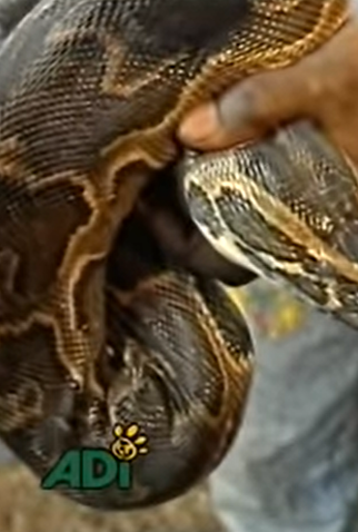 Poster 1 de Curta Circus Rescue (1997)