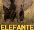 Elefante Rainha