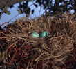 Two Bad Eggs