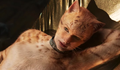A Academia permite que 'Cats' concorra ao Oscar
