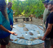 Aboriginal Voices