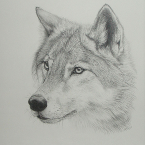 Foto de perfil de brunabowie