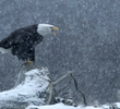 Winter’s Majesty