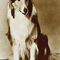 Pal The Dog
