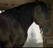 Stallion