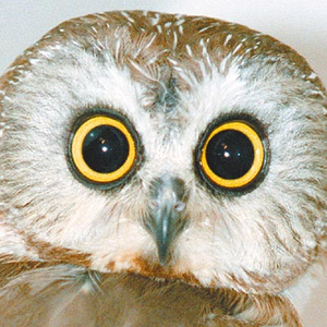 Foto de perfil de Omar Geraldo