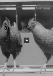 Exposição de Galinhas e Cavalos (Exposição de Galinhas e Cavalos)