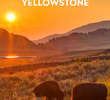Wild Yellowstone