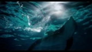 Trailer: Winter, O Golfinho - Trailer (legendado) [HD]