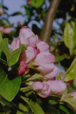 Autumn Rush for Kurt Kren and Winter and Spring and Summer (Autumn Rush for Kurt Kren and Winter and Spring and Summer)