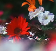 Fleurs