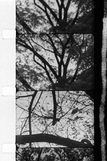 3/60: Trees in Autumn (3/60: Bäume im Herbst)