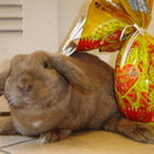 Foto de perfil de Samuel Marques