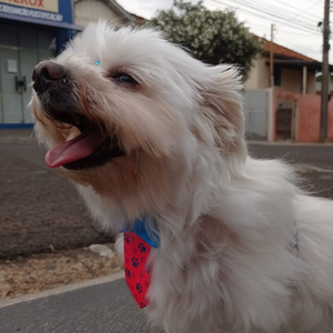 Foto de perfil de Ren Uchiha