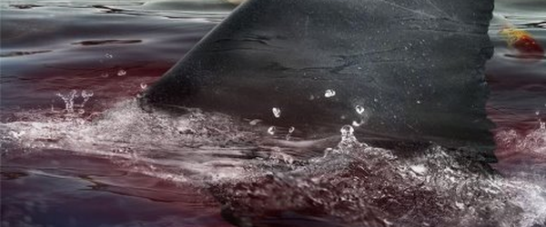 Terceiro Pôster de ‘Bait 3D’