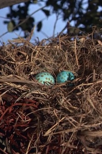 Poster de Episódio Two Bad Eggs (1968)
