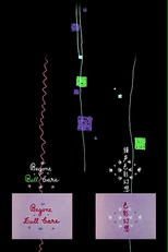 Shousei Shikisai Gensou (鐘声色彩幻想)