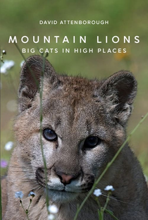 The BBC: Natural World - Mountain Lions: Big Cats in High Places - Poster / Capa / Cartaz - Oficial 1