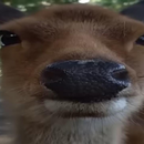 Foto de perfil de Henrique