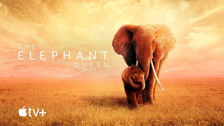Trailer: The Elephant Queen — Official Movie Trailer | Apple TV+