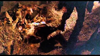 Trailer: Raw Meat (1973) Trailer