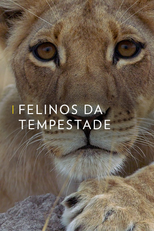 Felinos da Tempestade (Felinos da Tempestade)