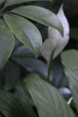 Lírio da Paz (Lírio da Paz)