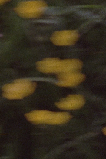 Poster de Curta Pan 698 (1974)