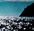 Com o Oceano Inteiro Para Nadar