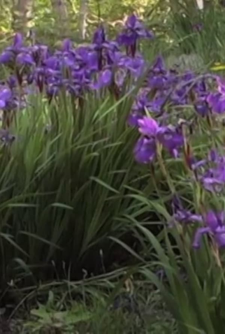 Poster 1 de Curta Queen Takes Pawn (2013)