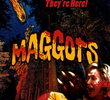 Maggots