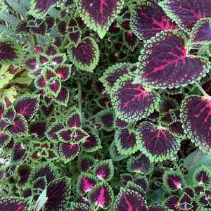 Foto de perfil de multiclubie