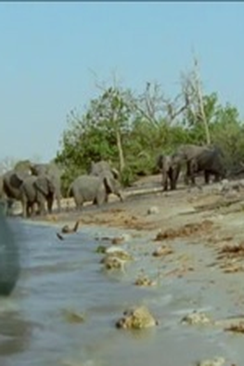 Poster de Episódio Insect Hunters (2002)