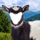 goat6