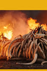 Ivory Burn (Ivory Burn)