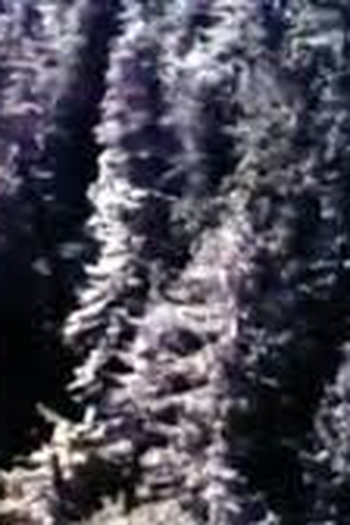  de Curta The Redwoods (1967)