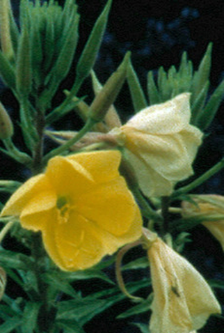 Poster 1 de Curta Sources (2012)