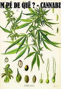 Um pé de quê? Cannabis (Um pé de quê? Cannabis)